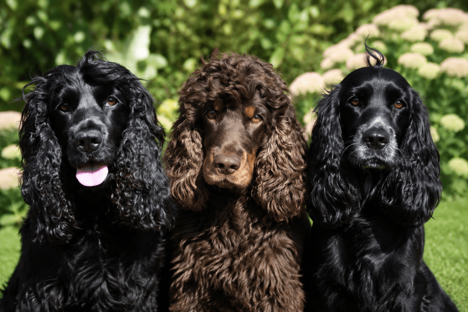 Fotografi af 3 hund brugt som reference til akvarelportræt af Cockerspaniels Pepsi - Bailey - Molly 