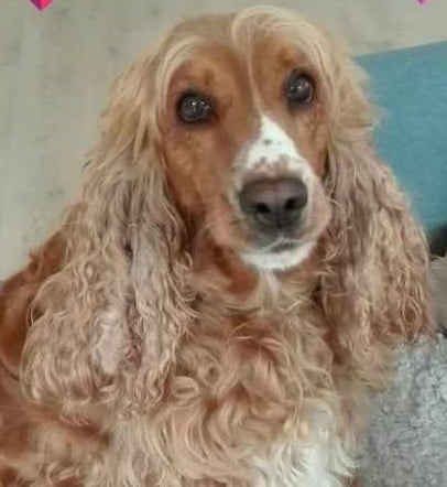 Fotografi af hund brugt som reference til akvarelportræt af Cockerspaniels Bella