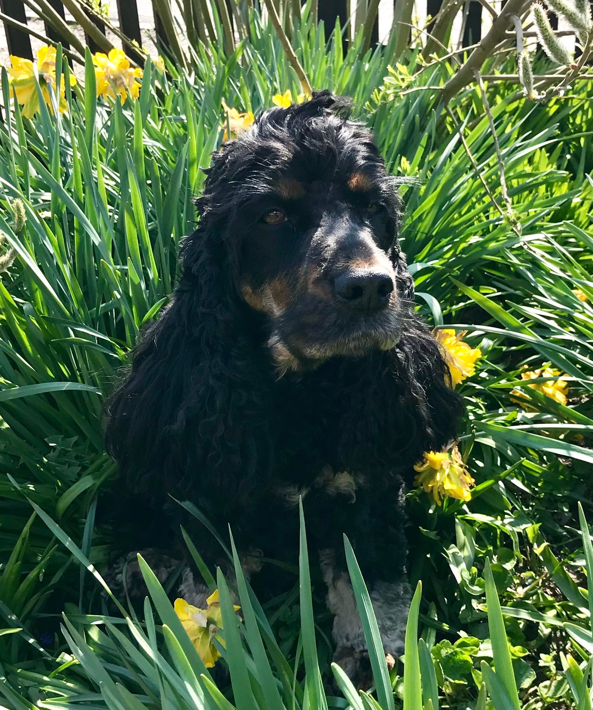 Fotografi af hund brugt som reference til akvarelportræt Cockerspaniels Berta