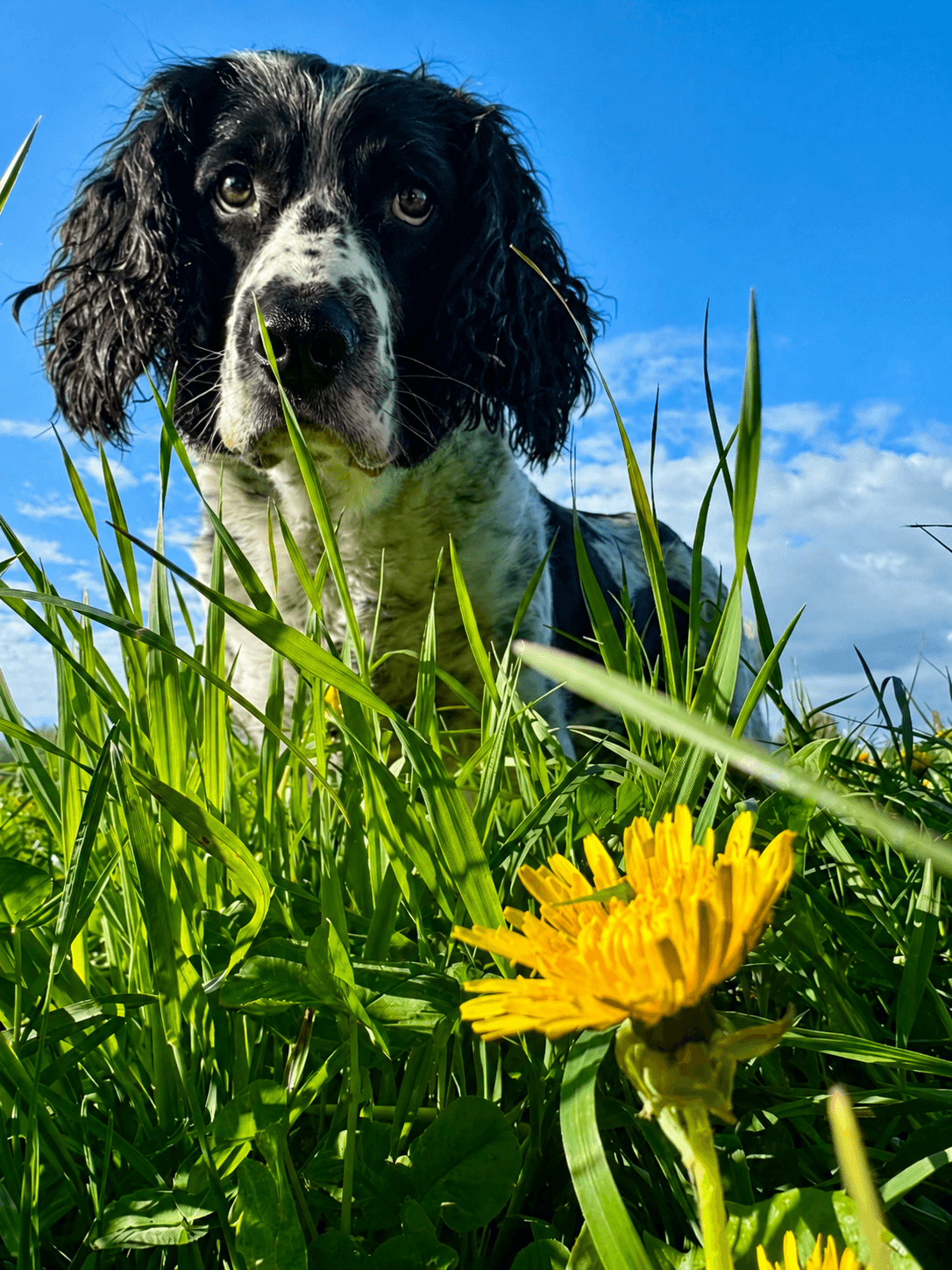 Fotografi af hund brugt som reference til akvarelportræt af FT springer spaniels Mille