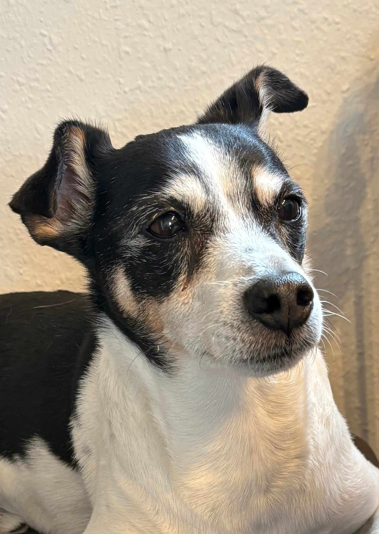 Fotografi af hund brugt som reference til akvarelportræt Dansk/svensk gårdhund Rocky 