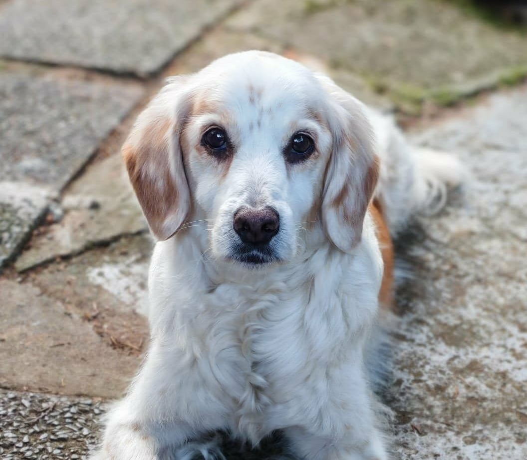 Fotografi af hund brugt som reference til akvarelportræt af Blandings hund Gape