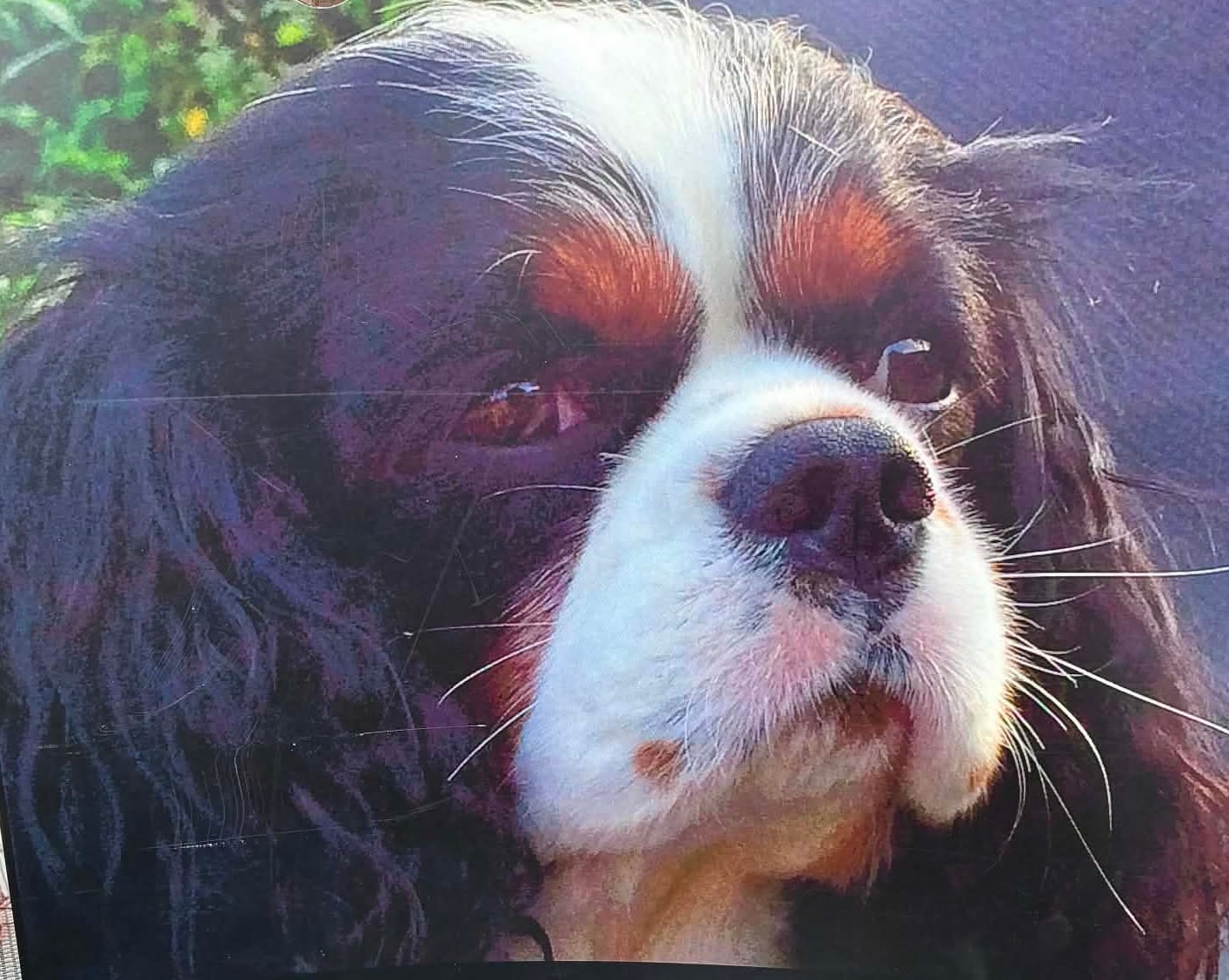 Fotografi af hund brugt som reference til akvarelportræt af Cavalier King Charles Spaniel Fister