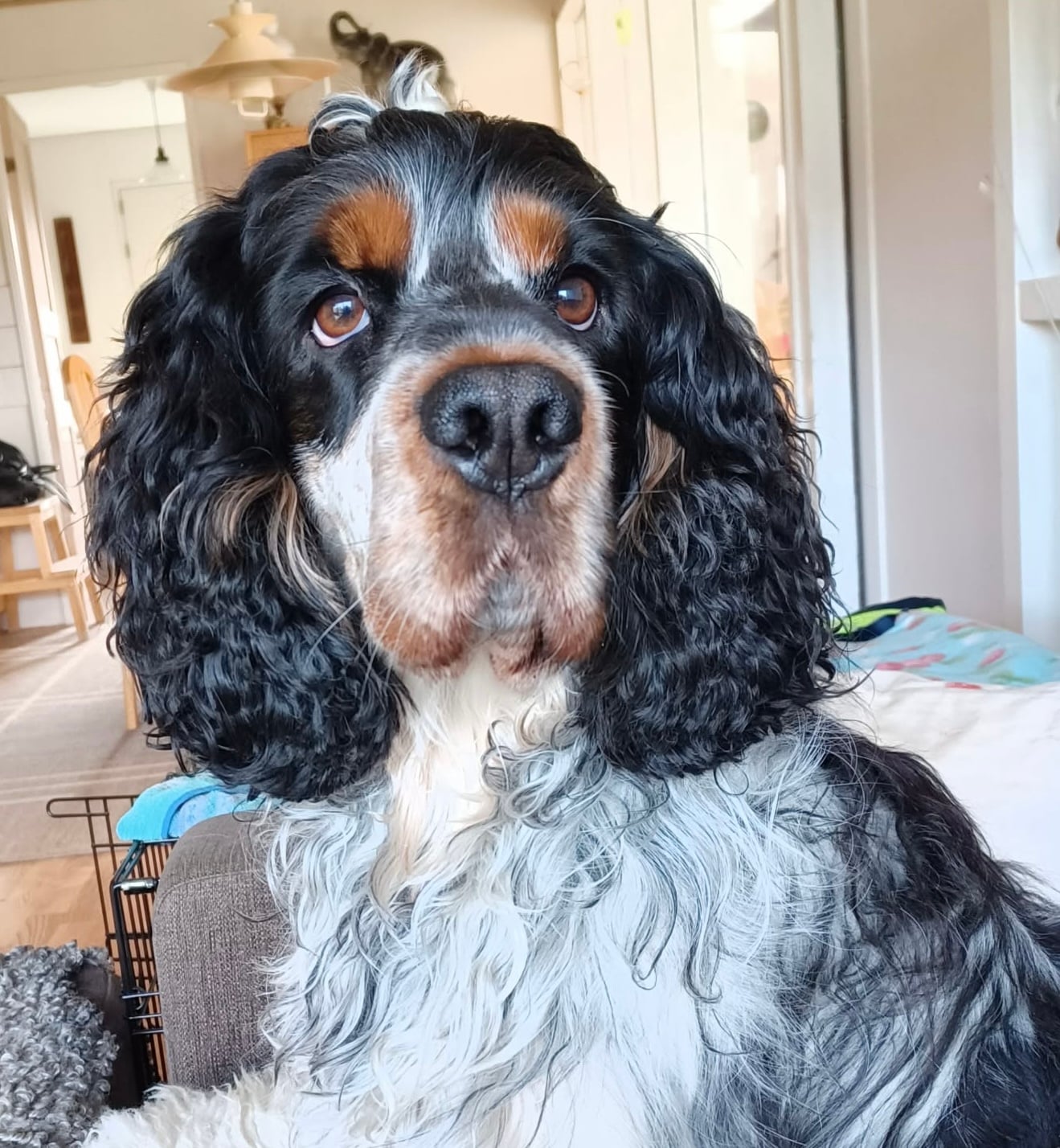 Cockerspaniels Rollo
